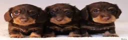 Miniature Dachshund dogs for sale: Choco+Wirehaired+5*Licensed+Kc+Praclear+Vetchecked - Advert 16