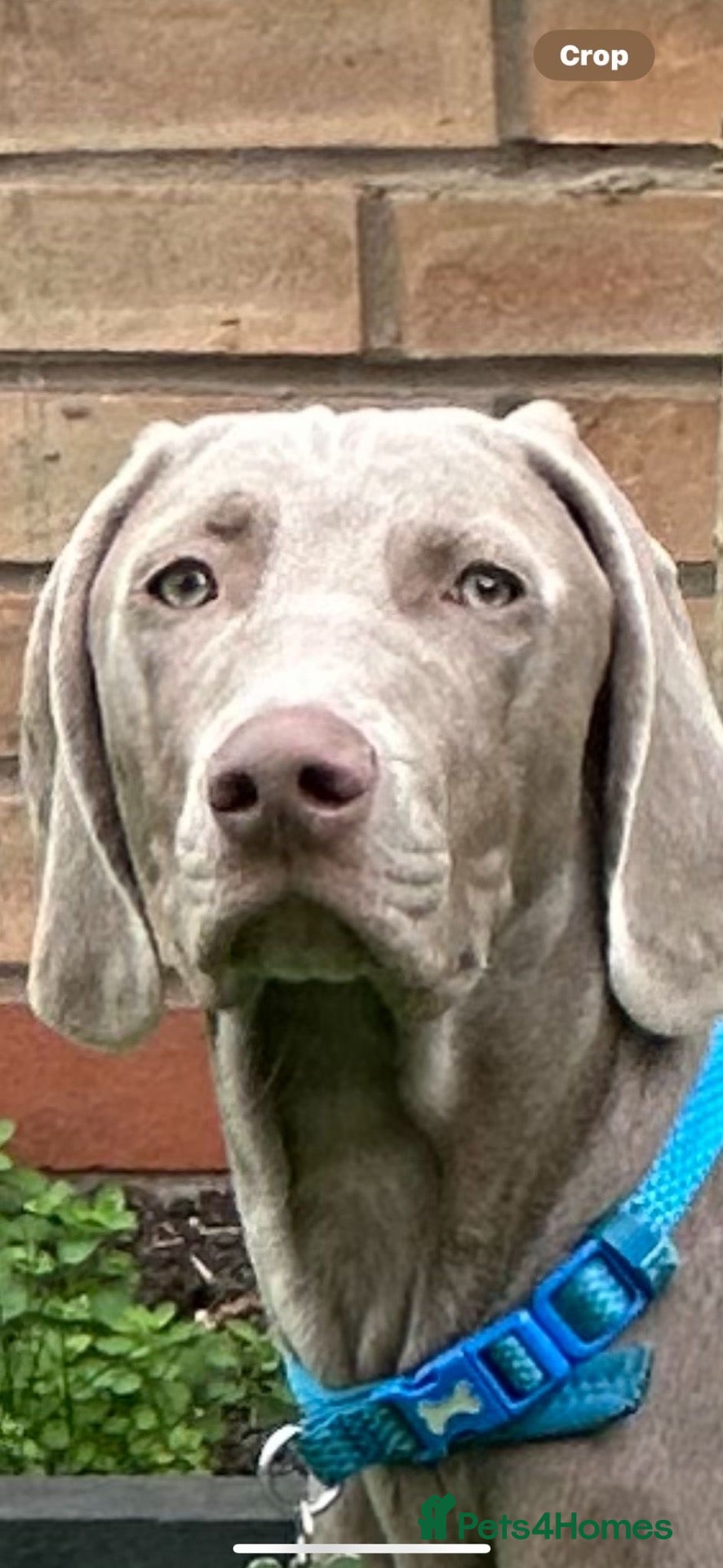 Weimaraner dogs Weimaraner boy for sale - Advert 1