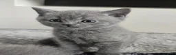 British Shorthair cats for sale: Blue british shorthair showcat kittens - Advert 3