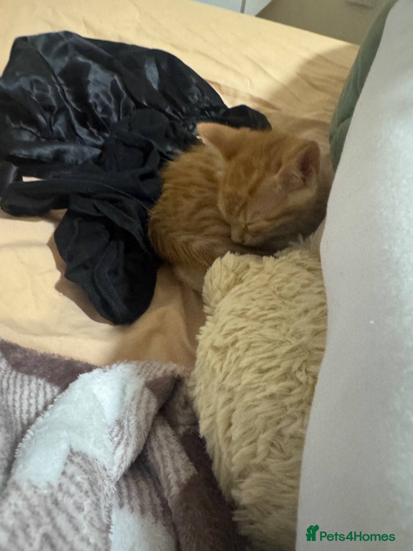 British Shorthair cats Elio ginger kitten for sale  - Advert 7