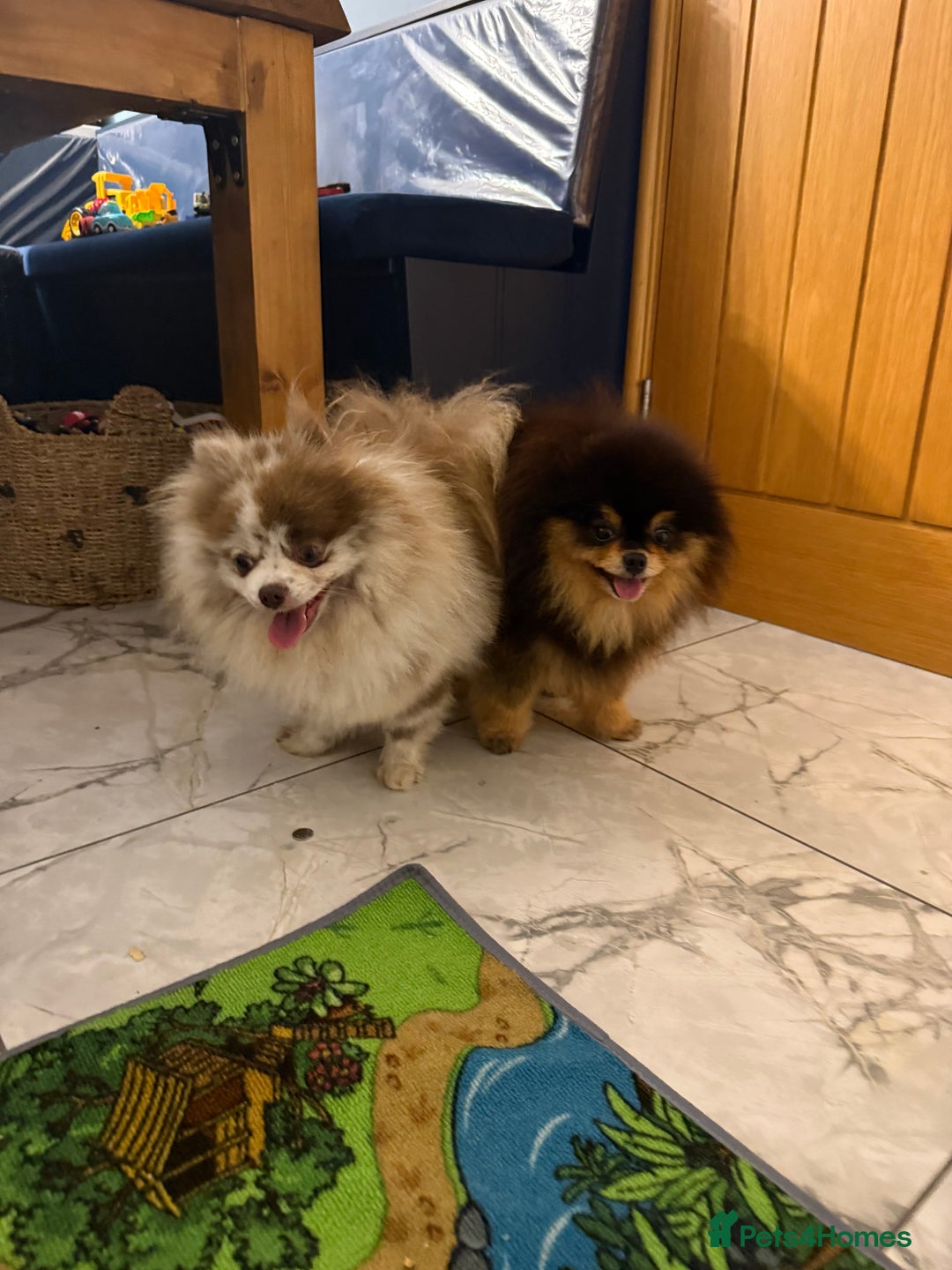 Pomeranian dogs for stud:  ** MALL  BLACK TAN BOY UNREAL KC REG in Pontefract - Advert 6