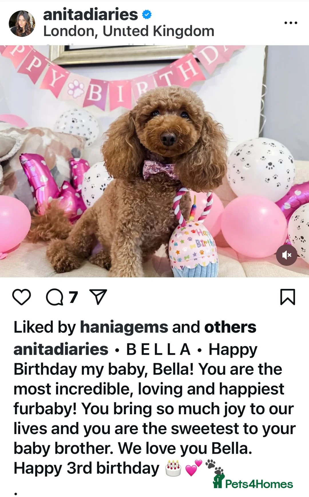 Cavachon dogs for sale: Amazing teddy Cavapoochons  - Advert 12