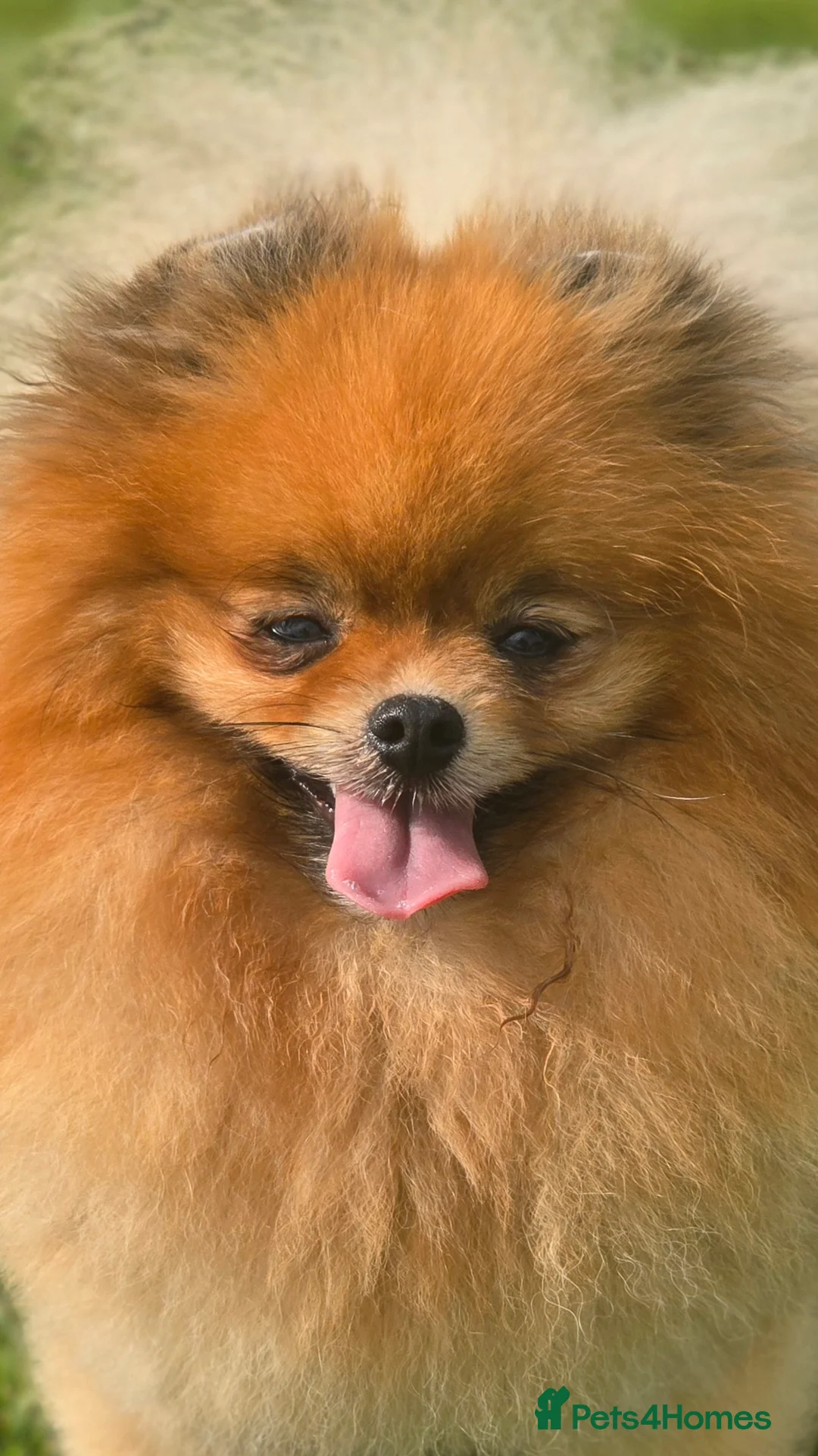 Pomeranian dogs for sale: *Stunning correct pomeranian 6 months male* - Advert 8