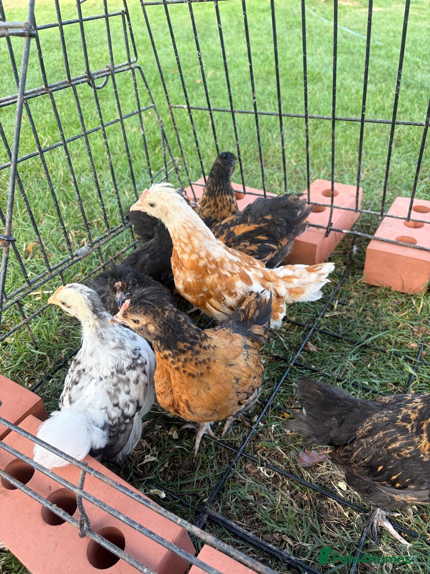 Chickens poultry Pekin chicks  - Advert 2