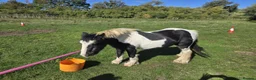 Irish Cob horses for sale: Traditional Cob - Advert 3