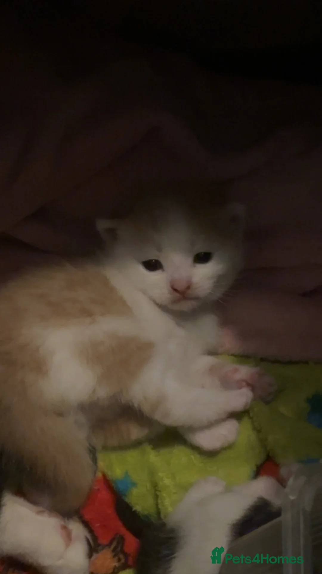 Mixed Breed cats for sale: Calico mixed breed kittens  - Advert 1