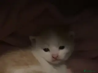 Mixed Breed cats Calico mixed breed kittens - Advert 18