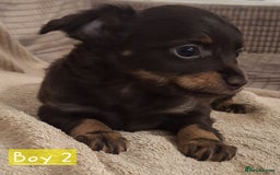 Russian Toy Terrier dogs for sale: Pure blood Russian Toy smooth and long haired - Image 5