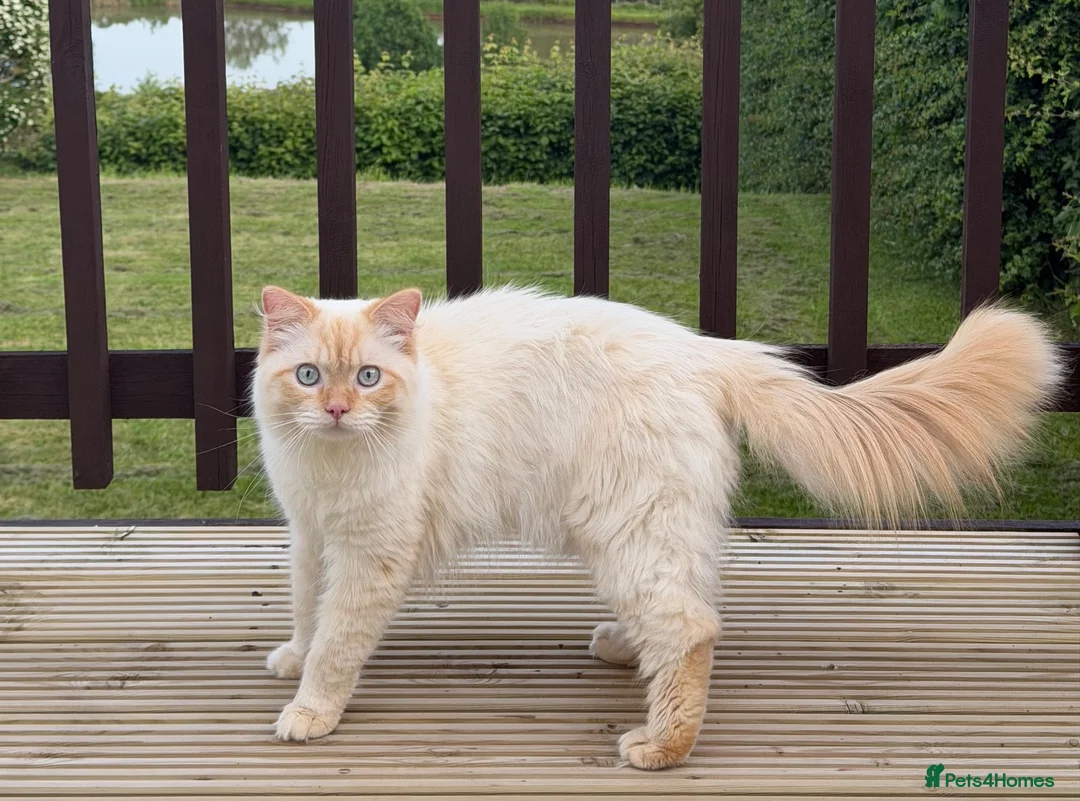 Ragdoll cats for stud: 🐾Flame Ragdoll Stud Cat Available – Suki - Advert 1