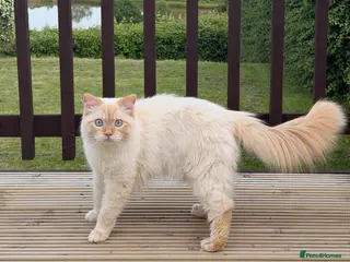 Ragdoll cats 🐾 Ragdoll Stud Cat Available – Suki - Advert 5
