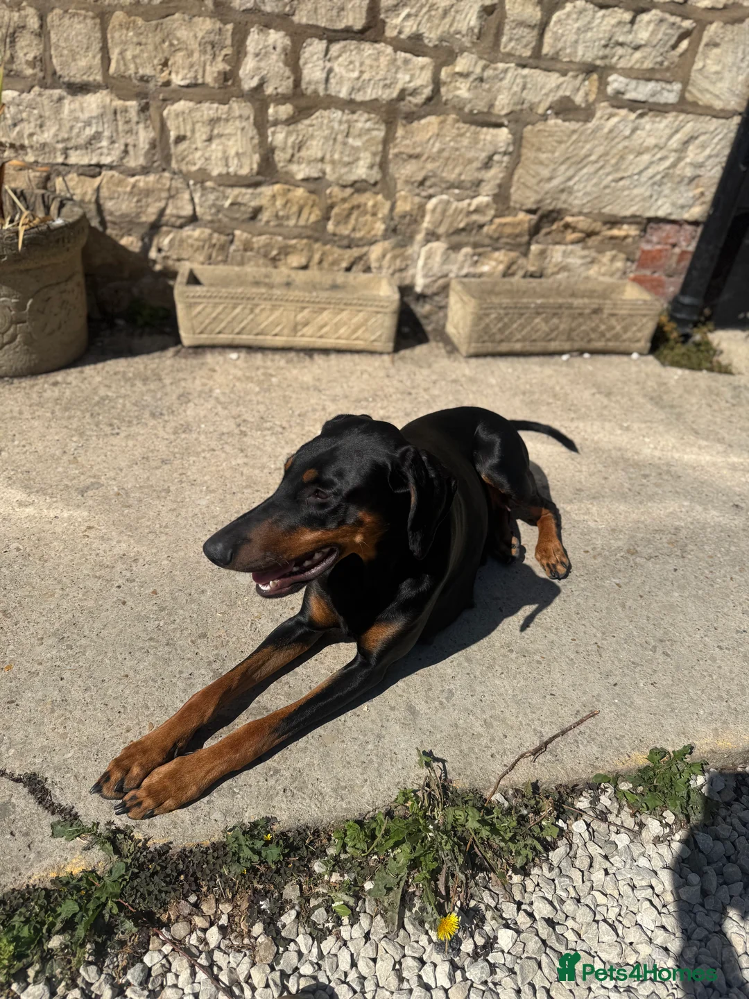 Mixed Breed dogs for sale: 5 month Doberman × Dutch Shepherd female available in Tetbury - Advert 1