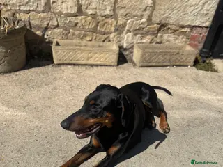 Mixed Breed dogs 5 month Doberman × Dutch Shepherd female available in Tetbury - Advert 17