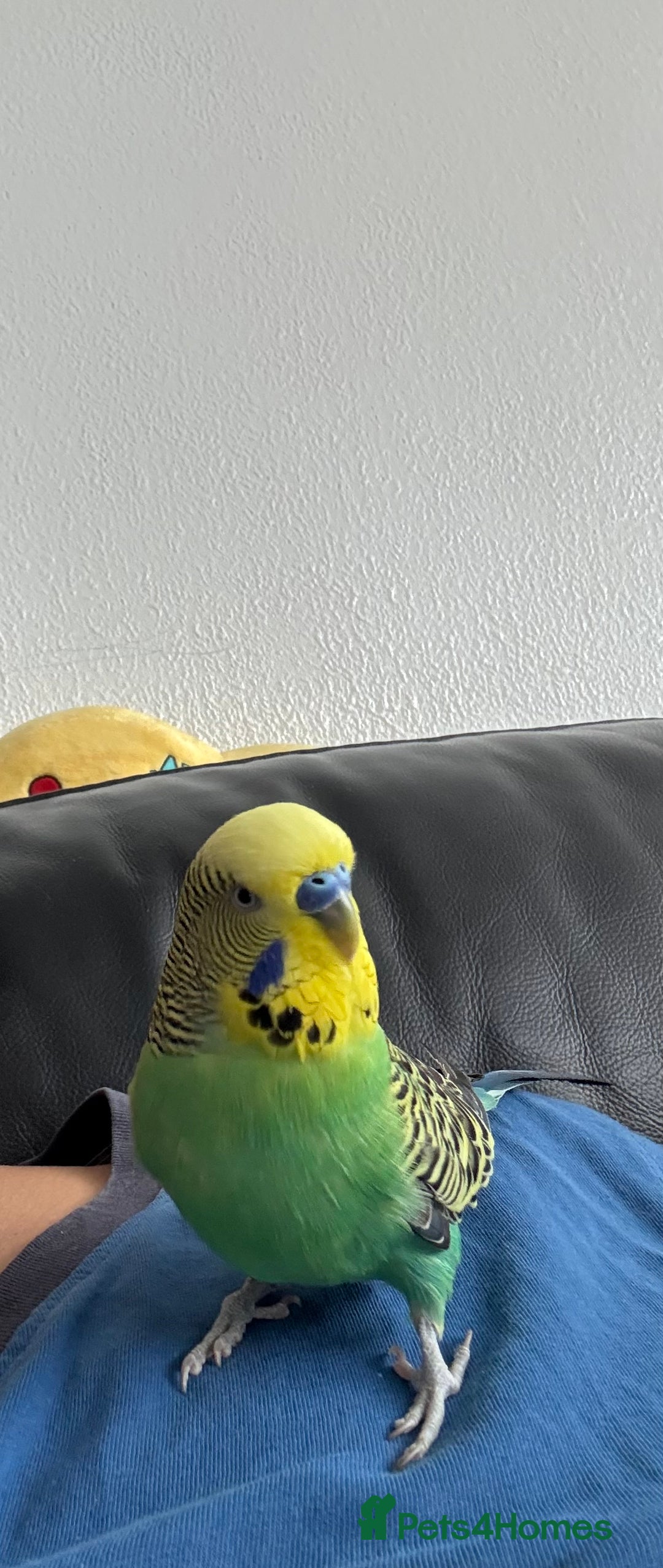 Budgerigars birds for sale: Talking budgie for sale  - Advert 2