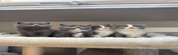 Mixed Breed cats for sale: Beautiful Long-Haired Ragdoll Cross Kittens  - Advert 5