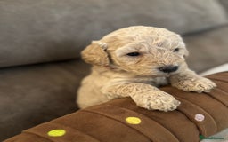 Labradoodle dogs for sale: Miniature Labradoodle puppies - Image 11