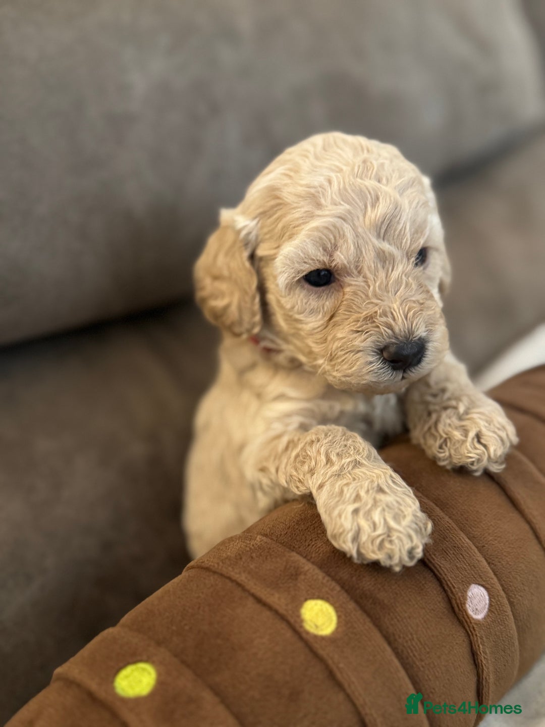 Labradoodle dogs for sale: Miniature Labradoodle puppies - Image 11