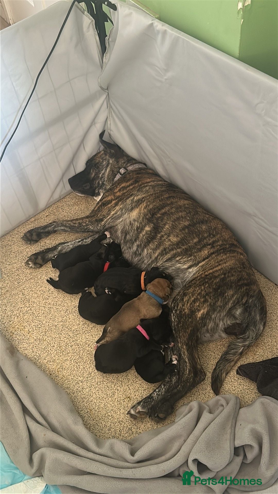 Mixed Breed dogs cocker x staff puppies  - Advert 3