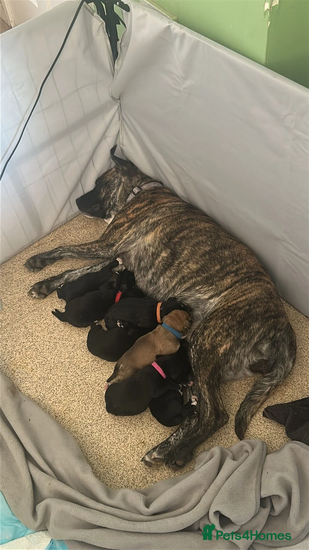 Mixed Breed dogs for sale: cocker x staff puppies  in Bungay - Advert 1