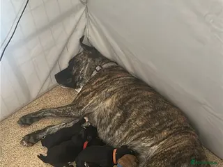Mixed Breed dogs cocker x staff puppies - Advert 2
