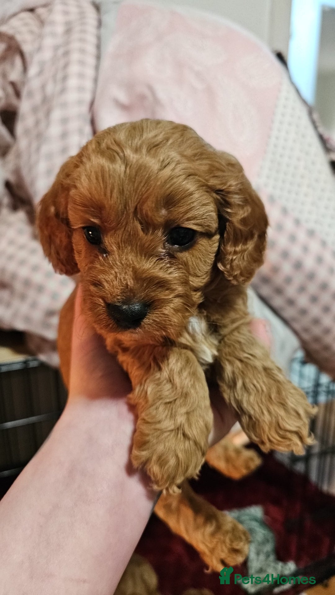 Cavapoo dogs for sale: Dashing Cavapoo Puppies  - Advert 14