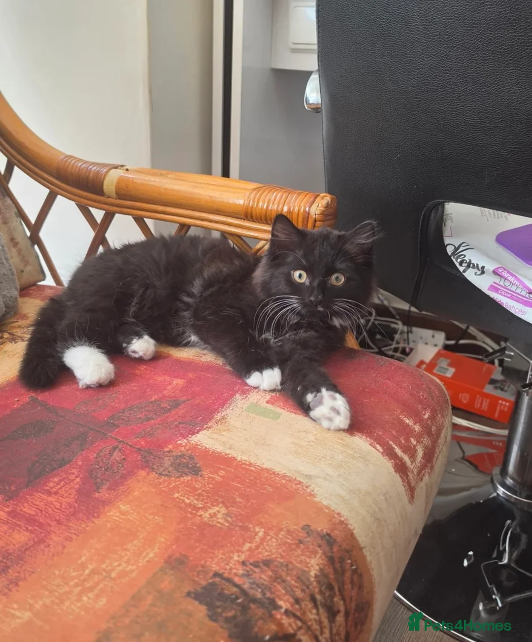 Mixed Breed cats for sale: Playful kittens  - Advert 4