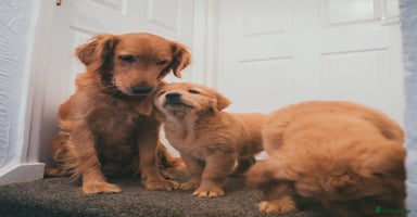 Golden Retriever dogs - Advert 16