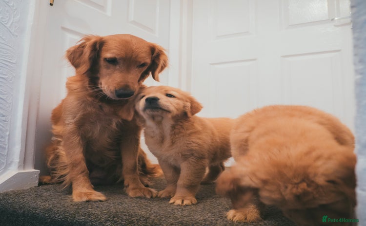 Golden Retriever dogs - Advert 9