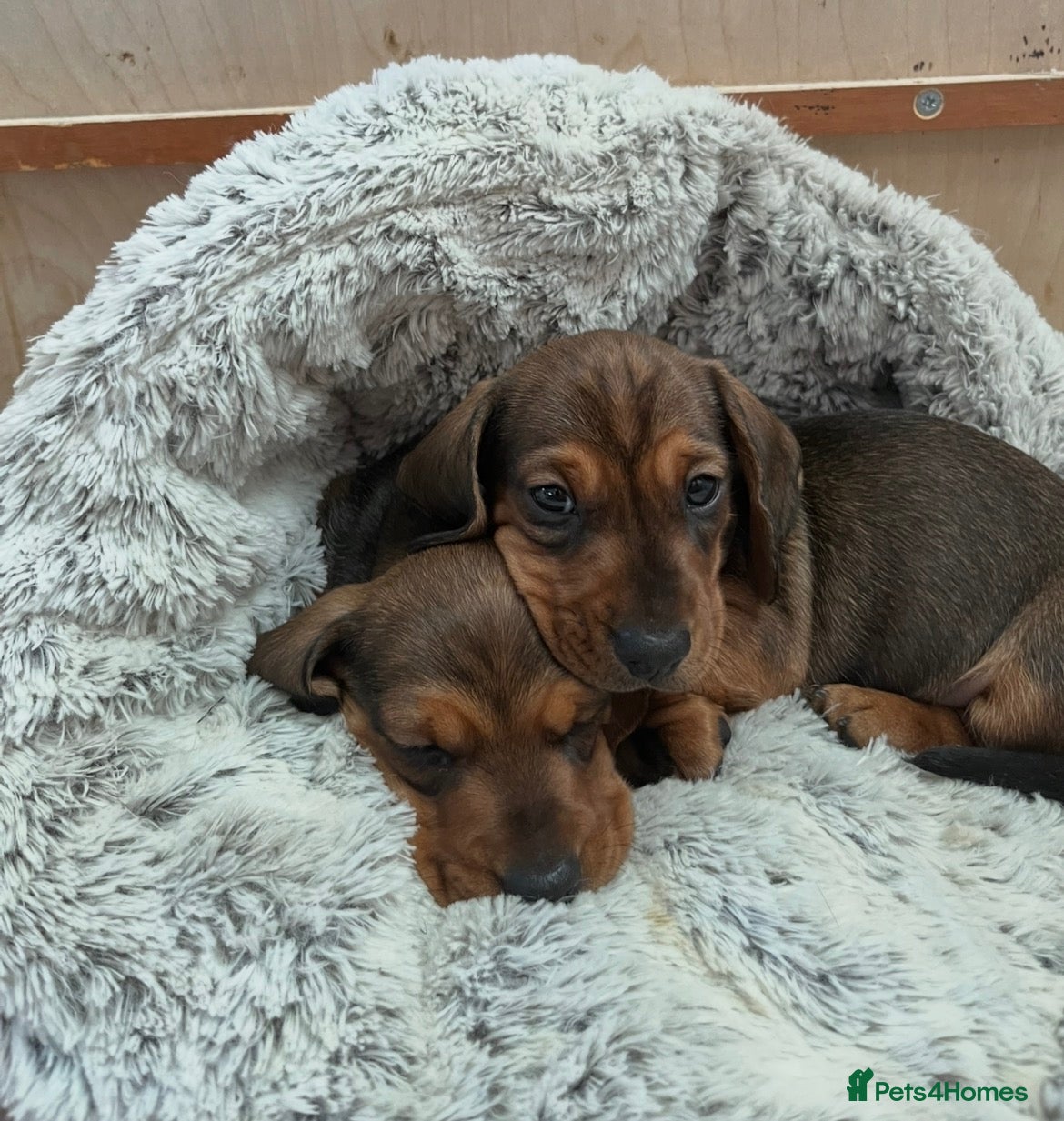 Miniature Dachshund dogs Our KC, PRA clear Mini dachshund  are for sale. - Advert 16