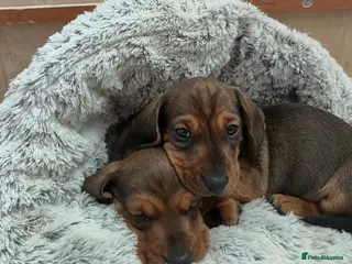 Miniature Dachshund dogs Our KC, PRA clear Mini dachshund are for sale. - Advert 16