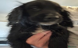 Mixed Breed dogs for sale: Last cocker / cavapoo puppies available  - Image 4
