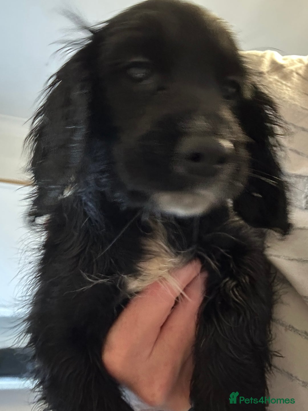 Mixed Breed dogs for sale: Last cocker / cavapoo puppies available  - Image 4