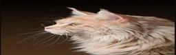 Maine Coon cats for stud: XL Cream TICA registered maine coon for stud  - Advert 5