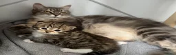 Siberian cats for sale: Classic Siberian GCCF Paris - Advert 7