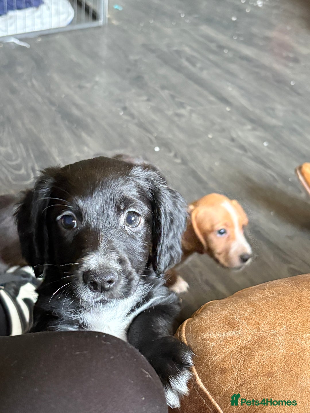 Cocker Spaniel dogs for sale: cockerspaniels  - Image 4