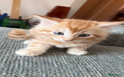 Mixed Breed cats for sale: One boy and one girl Kittens  - Image 5