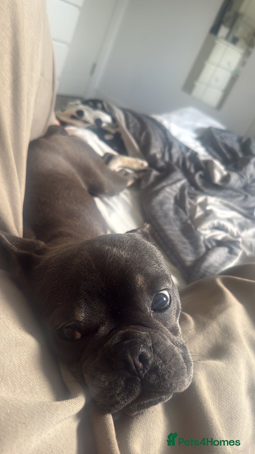 French Bulldog dogs for sale: Male grey french bulldog  - Image 2