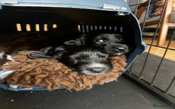 Cockapoo dogs for sale: Exceptional cockapoo pups- 1 Boy, 1 Girl left!! - Image 37