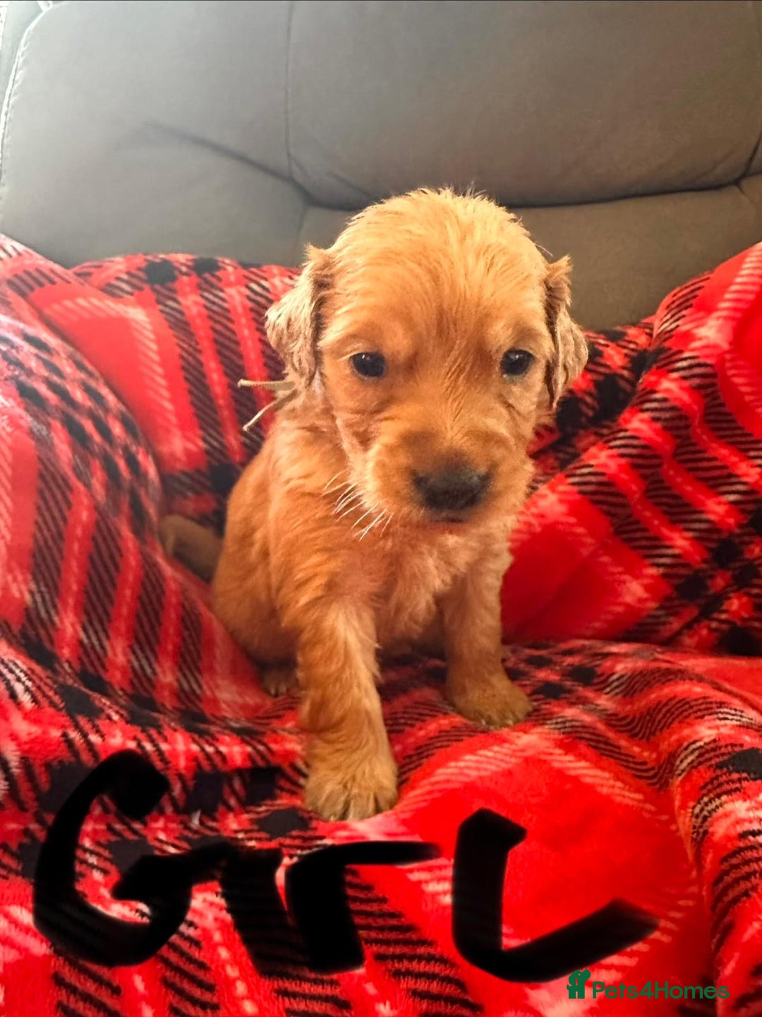 Golden Retriever dogs for sale: beautiful KC GR READY 23/12/25 - Advert 7