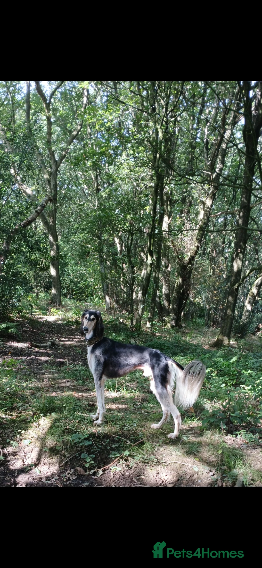 Saluki dogs for stud: Kc reg pure saluki  - Advert 8