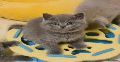 British Shorthair cats - Advert 10