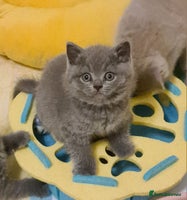 British Shorthair cats - Advert 5