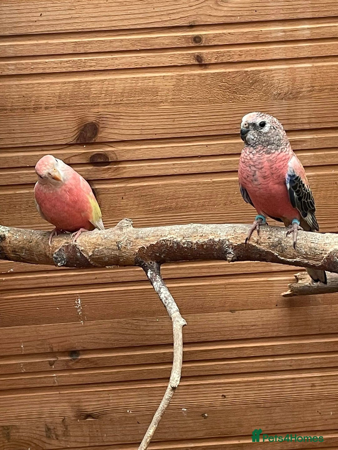 Parakeets birds for sale: Breeding pair of Bourke - Advert 1