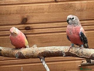 Parakeets birds Breeding pair of Bourke - Advert 3