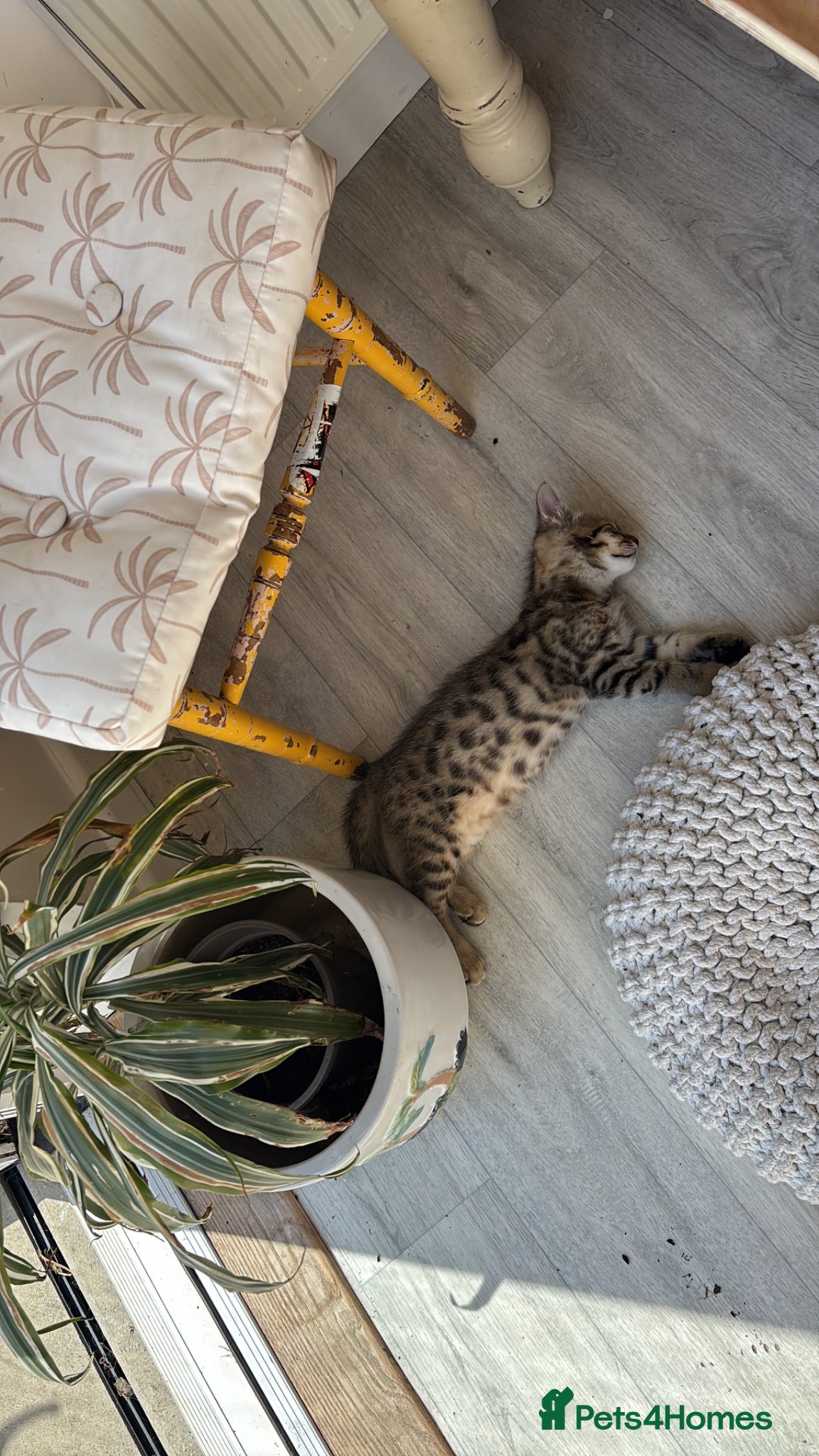 Mixed Breed cats Ready now only 2 left bengal cross  - Advert 1