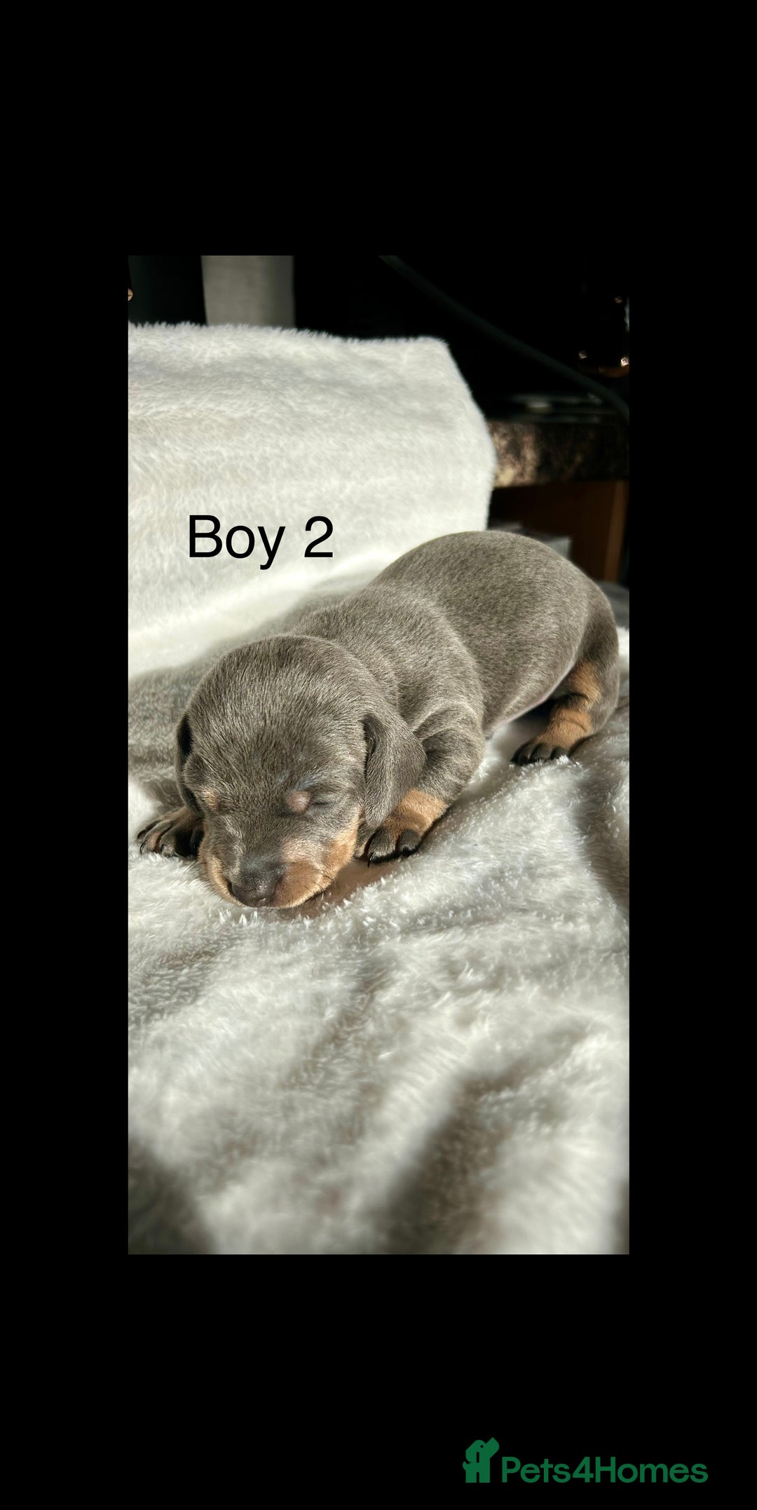 Miniature Dachshund dogs for sale: Miniature dachshund - Image 8