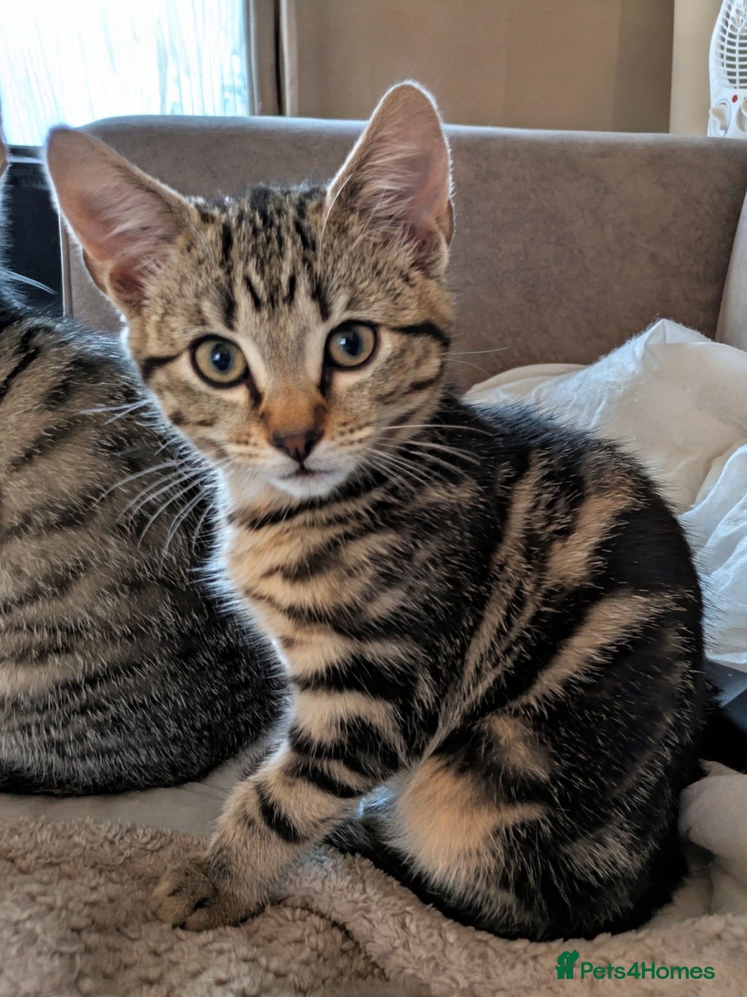 Bengal cats for sale: 3/4 BENGAL - READY TO GO!  - Advert 6