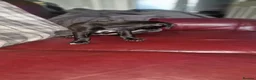 Mixed Breed dogs for sale: Whippet X Lurcher Puppies - Advert 6