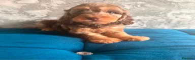 Cockapoo 1