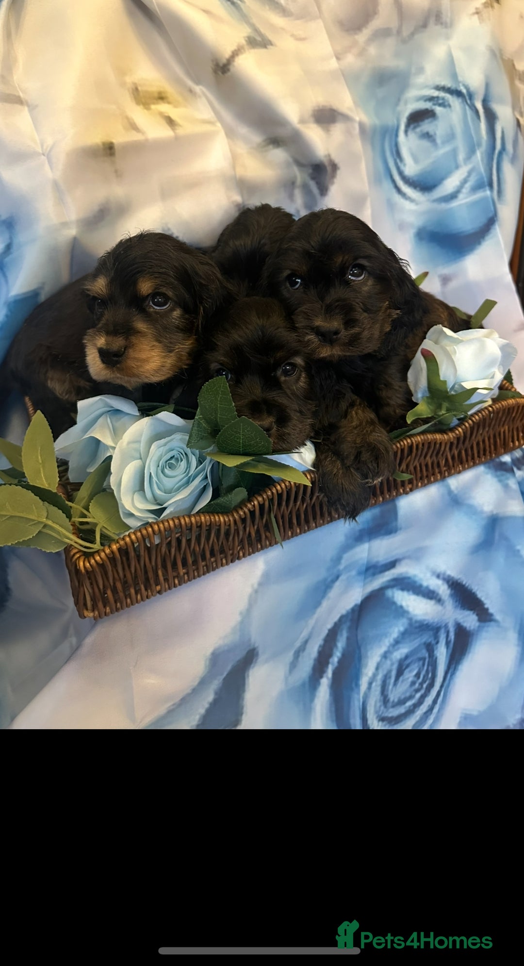 Cocker Spaniel dogs for sale: ⭐️⭐️⭐️⭐️⭐️5 star licenced breeder  cockerspaniels - Image 6