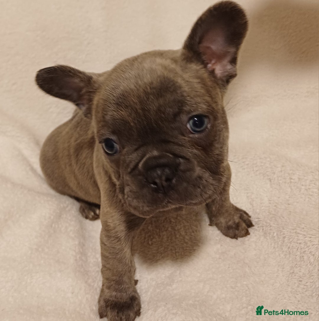 French Bulldog dogs for sale: Beautiful litter of amazing babies  - Advert 13